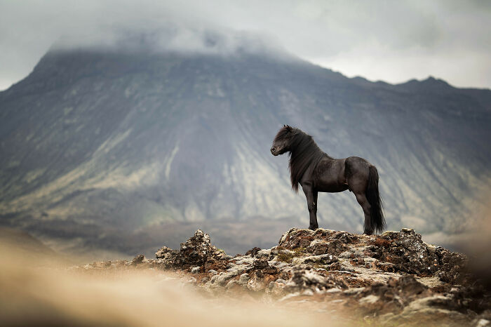 Black horse standing on rocky terrain with a misty mountain backdrop, captured in the International Pet Photographer awards.