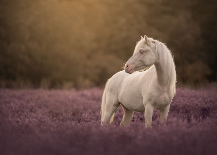 White horse standing in a purple field at sunset, captured by an international pet photographer.