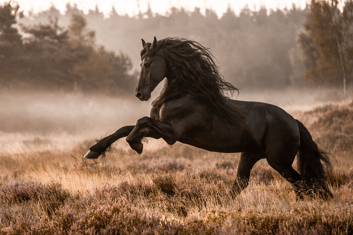 Majestic horse captured in motion during sunrise for International Pet Photographer Of The Year Awards.