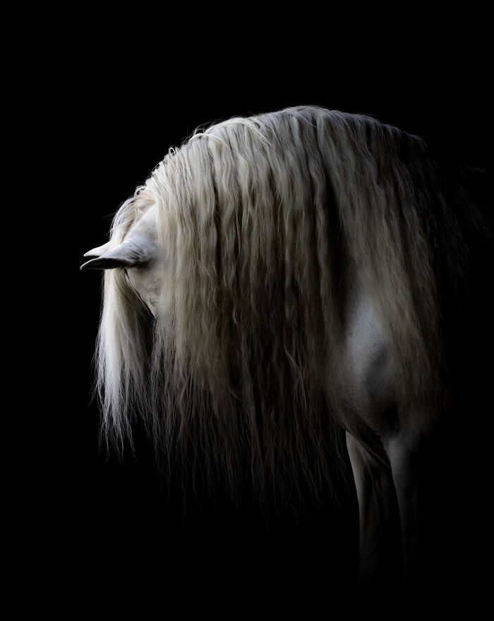 White horse with long mane photographed against a black background, showcasing pet photographer talent.