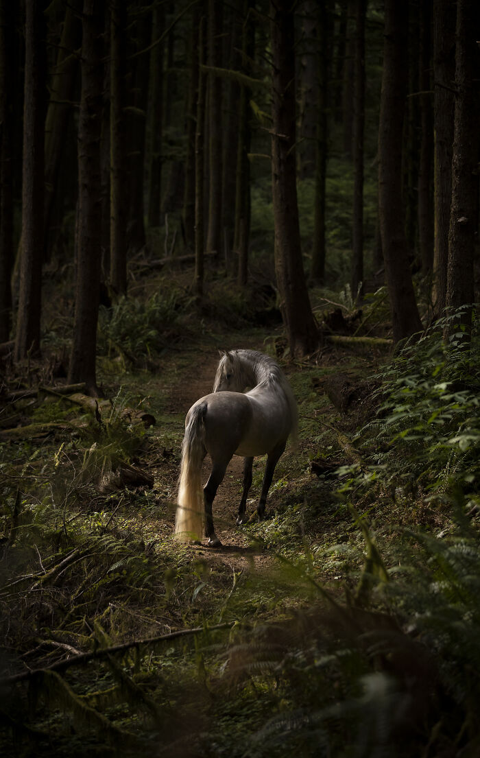 White horse standing in a lush forest, capturing a top entry for Pet Photographer of the Year Awards 2024.