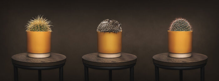 Three cacti in orange pots, placed on round tables, artistically photographed, resembling animal textures.