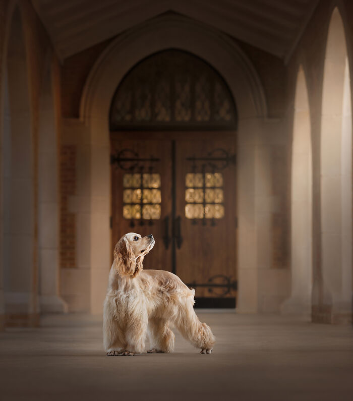 Gold cocker spaniel standing gracefully in an elegant hallway, showcasing professional pet photography.