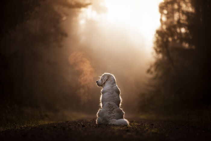 Golden retriever sitting on a forest path at sunrise, showcasing award-winning pet photography.