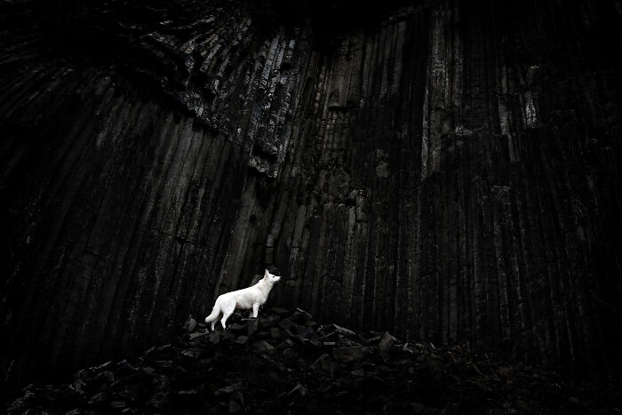 White wolf standing against a dark rocky backdrop, showcasing pet photography excellence in an award-winning image.