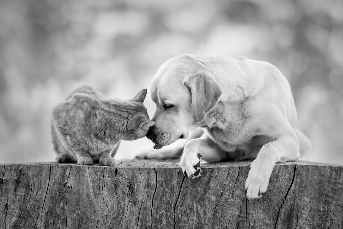 A cat and dog gently touch noses on a tree stump, captured by a pet photographer in a winning image.