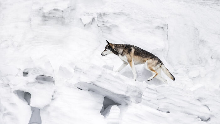 Wolf gracefully navigating snowy terrain in an award-winning pet photography image from 2024.