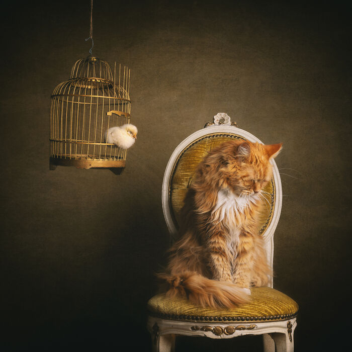 Ginger cat on vintage chair with a chick in a hanging cage, highlighting international pet photography creativity.