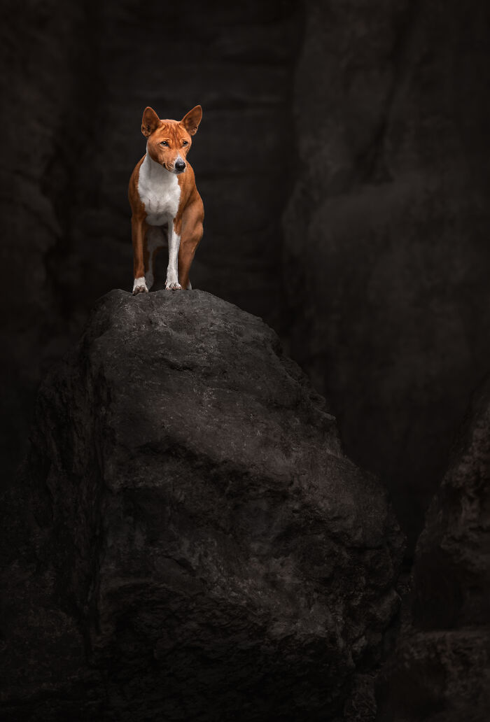 Dog standing majestically on a rock in a dramatic setting, captured by an award-winning international pet photographer.