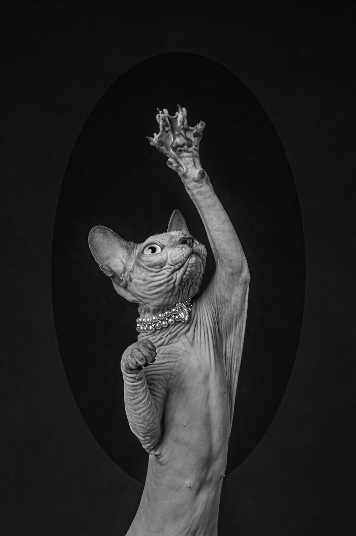 Sphynx cat with raised paw and pearl collar, featured in Pet Photographer Awards 2024.