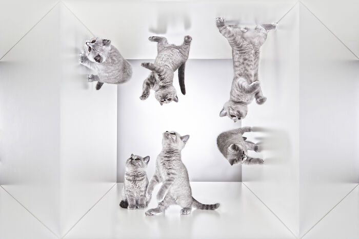 Kittens playing in a mirrored room, a unique composition by an international pet photographer.