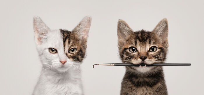 Two playful kittens; one holds a brush in its mouth. Winning photo in pet photography awards 2024.