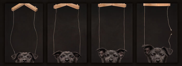 A playful black dog peeks up in a series of four images, showcasing creativity and humor in pet photography.