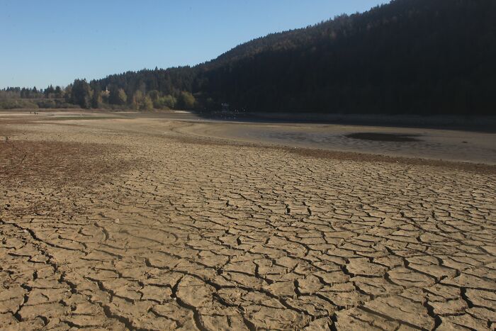 Cracked earth in a dry lake bed, illustrating a stunning natural phenomenon under clear skies and surrounded by forest.