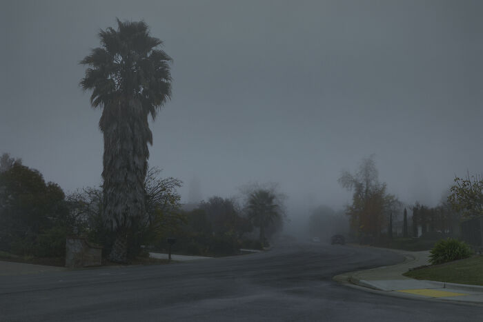 Foggy suburban street with palm tree illustrating suburban disconnection.