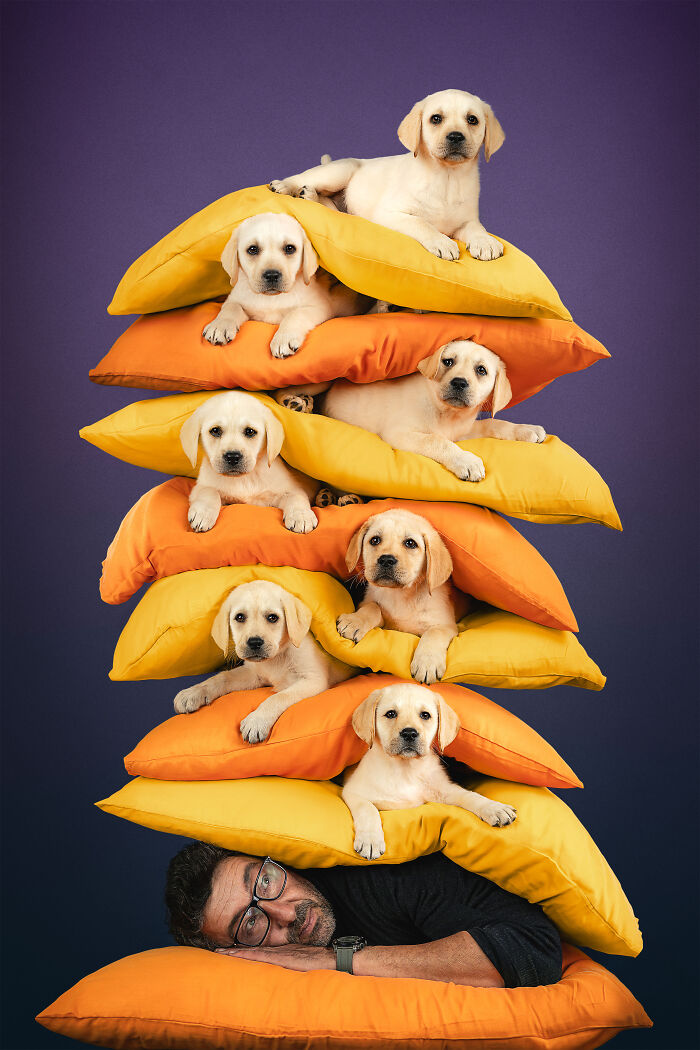 Adorable puppies on colorful cushions with a person underneath, showcasing pet photographer creativity.