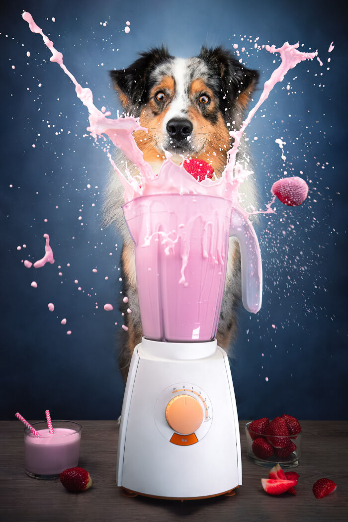 Dog behind a blender with pink smoothie splash, showcasing International Pet Photographer awards creativity.