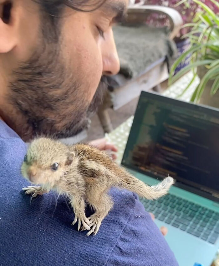 Orphaned squirrel sits on a man's shoulder, bonding warmly as he works on a laptop.