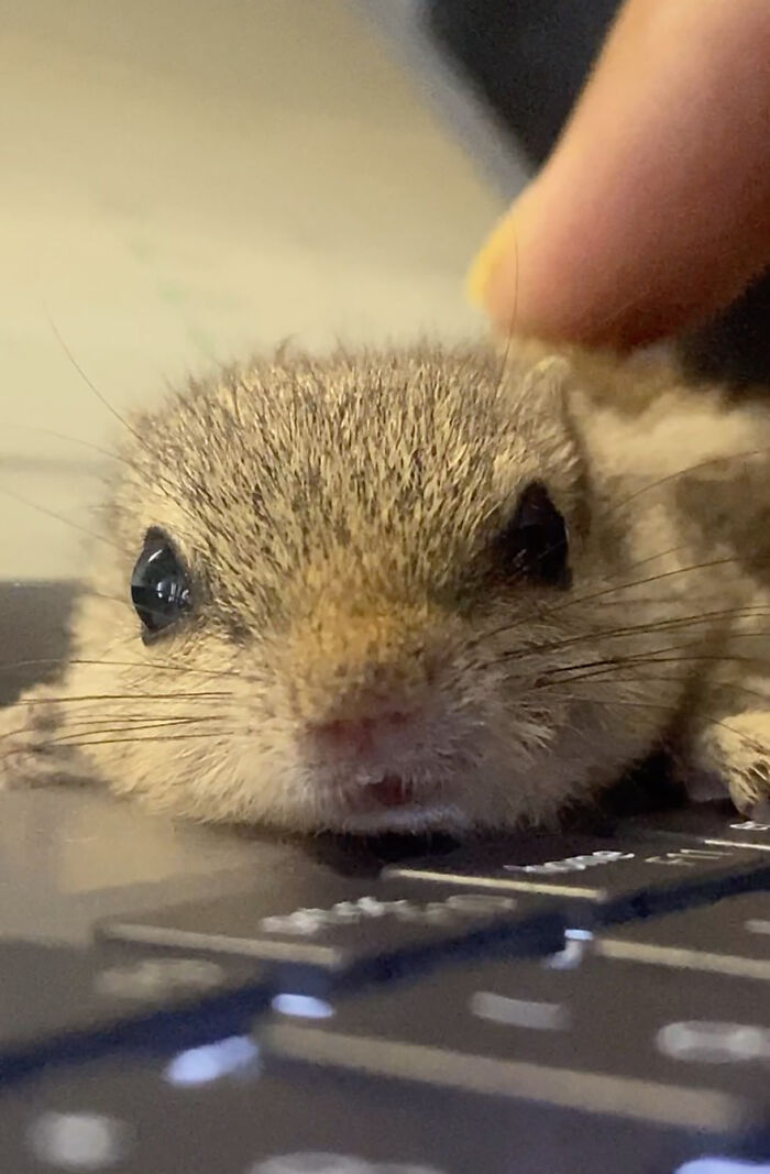 Orphaned squirrel with shiny eyes being gently touched, symbolizing a new bond with its human family.