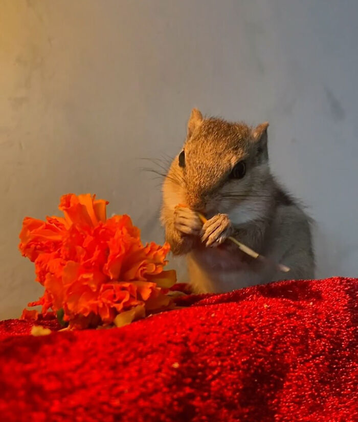 Orphaned squirrel with orange flower, symbolizing a heartwarming bond with new human family.