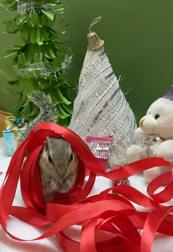 Orphaned squirrel playing with red ribbon beside holiday decorations.