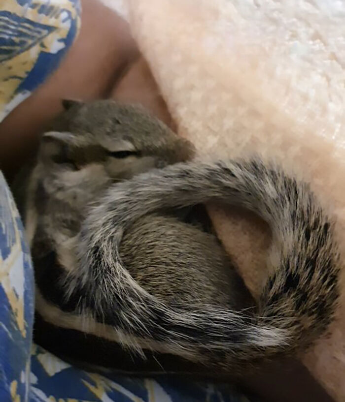 Orphaned squirrel curled up asleep in a cozy blanket, showcasing a heartwarming bond with her new human family.