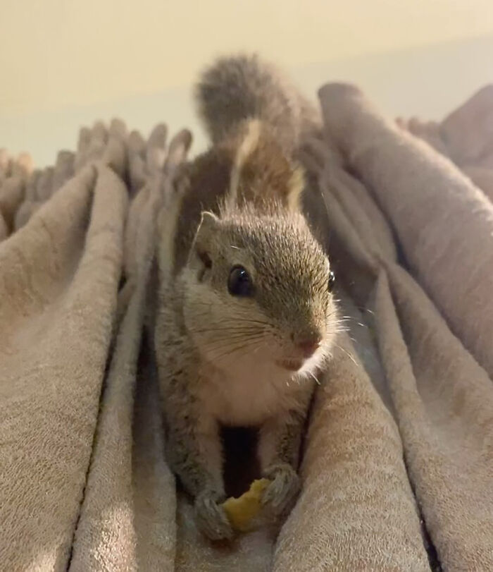 Orphaned squirrel on a soft fabric, warmly embraced by her new human family.