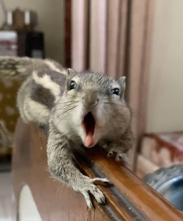 Adorable orphaned squirrel with open mouth perched on wooden surface, showcasing heartwarming bond with a new family.