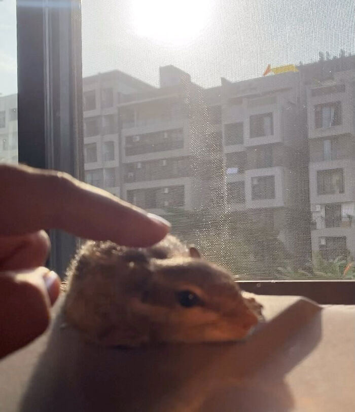 Orphaned squirrel being gently petted by a person, creating a heartwarming bond near a sunlit window.