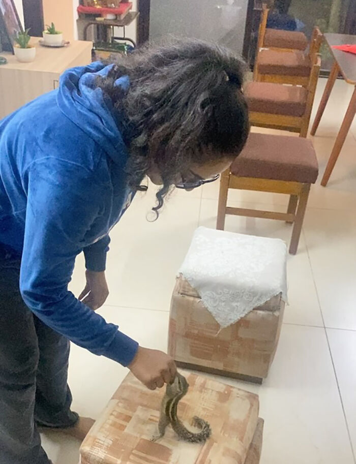 Young woman interacts with an adorable orphaned squirrel in a cozy living room setting.