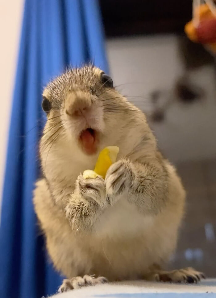 Orphaned squirrel nibbling on corn, symbolizing its heartwarming bond with a new human family.