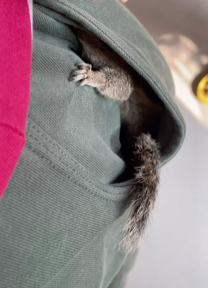 Orphaned squirrel nestled in a green jacket pocket, showcasing a cute bond with people.