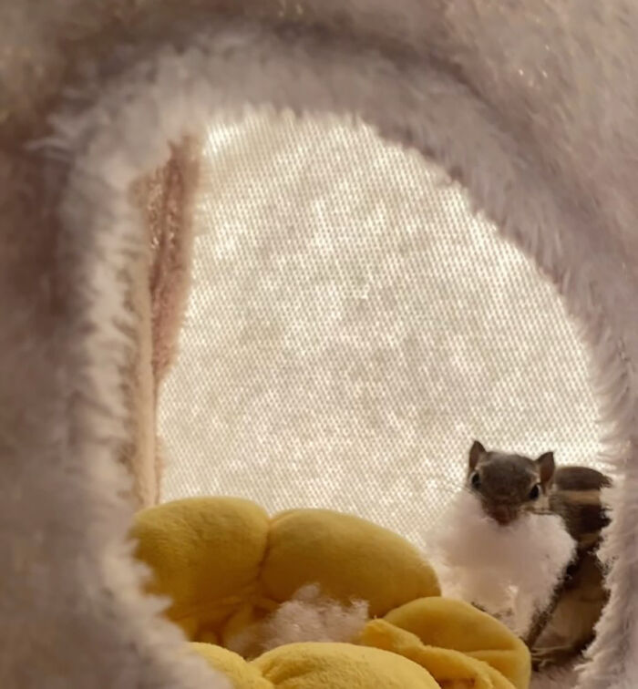 Orphaned squirrel nestled in cozy soft bed, surrounded by plush toys, looking curious and content.