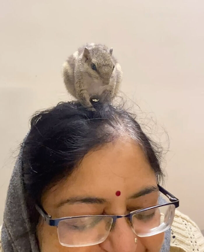 Orphaned squirrel sitting on a woman's head, part of a new family's heartwarming bond.