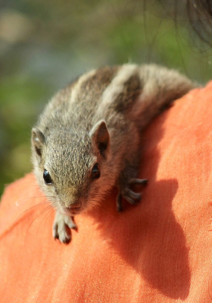 Orphaned squirrel cuddling on a person's shoulder, forming a heartwarming bond.