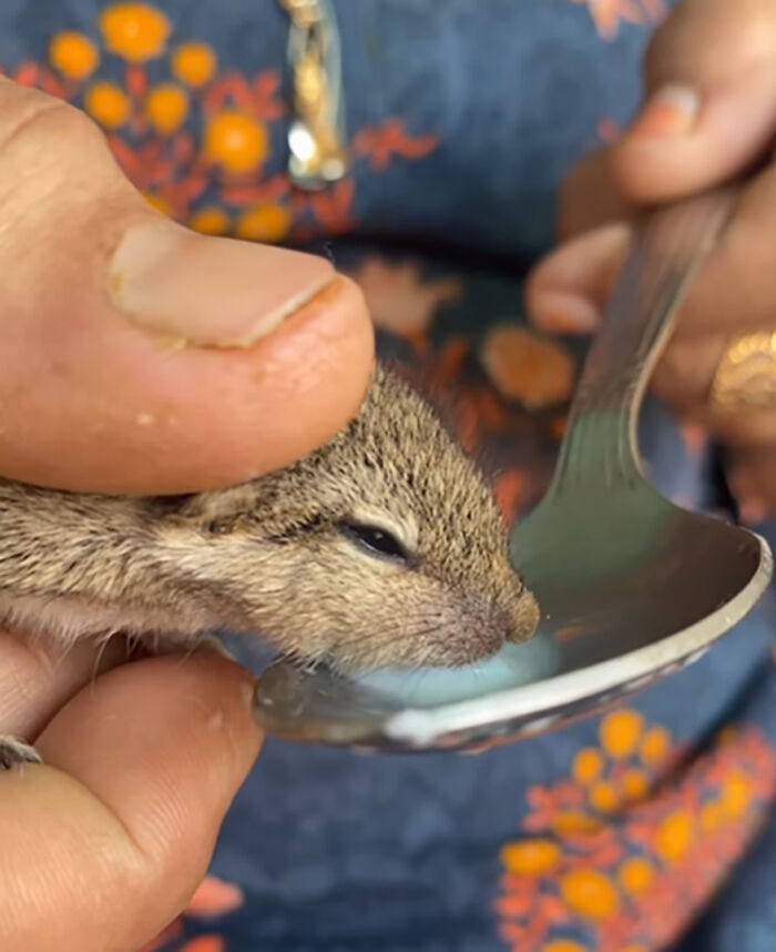 Orphaned squirrel eats from a spoon, nestled in hands, forming a heartwarming bond with its new human family.