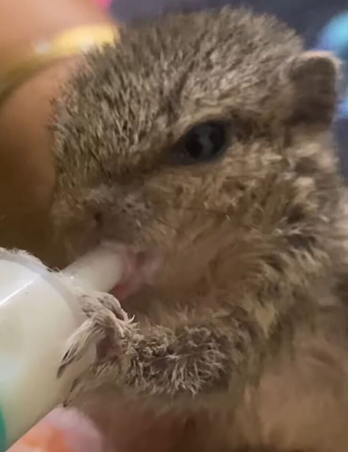 Orphaned squirrel being fed with a bottle, forming a heartwarming bond with her new human family.