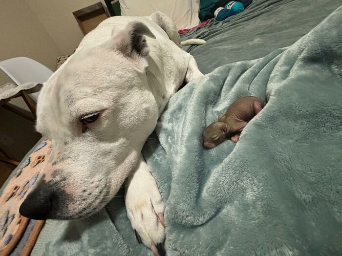 Dog laying beside a tiny rescued squirrel on a blanket.