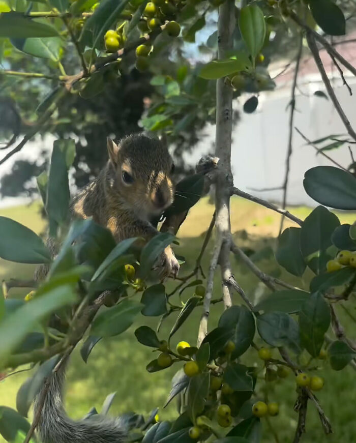 A tiny squirrel clings to a branch, surrounded by green leaves and berries.