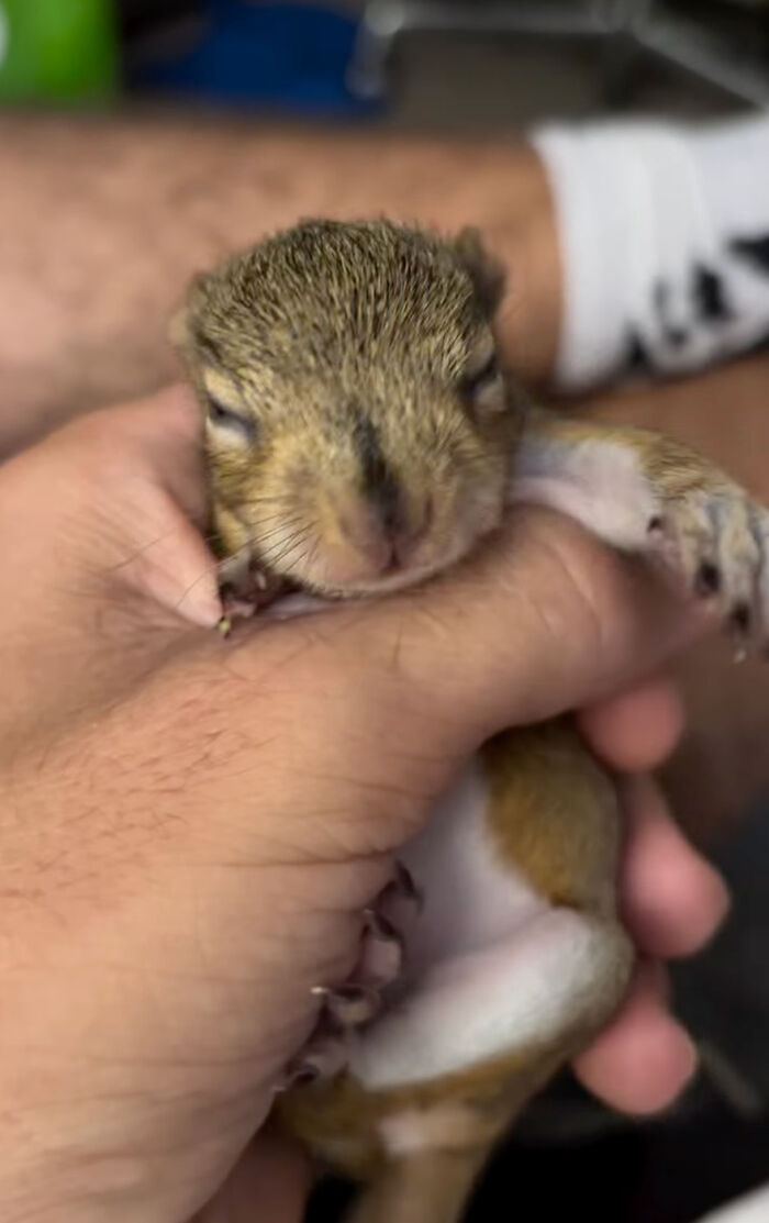 Man holding a tiny rescued squirrel in his hand.