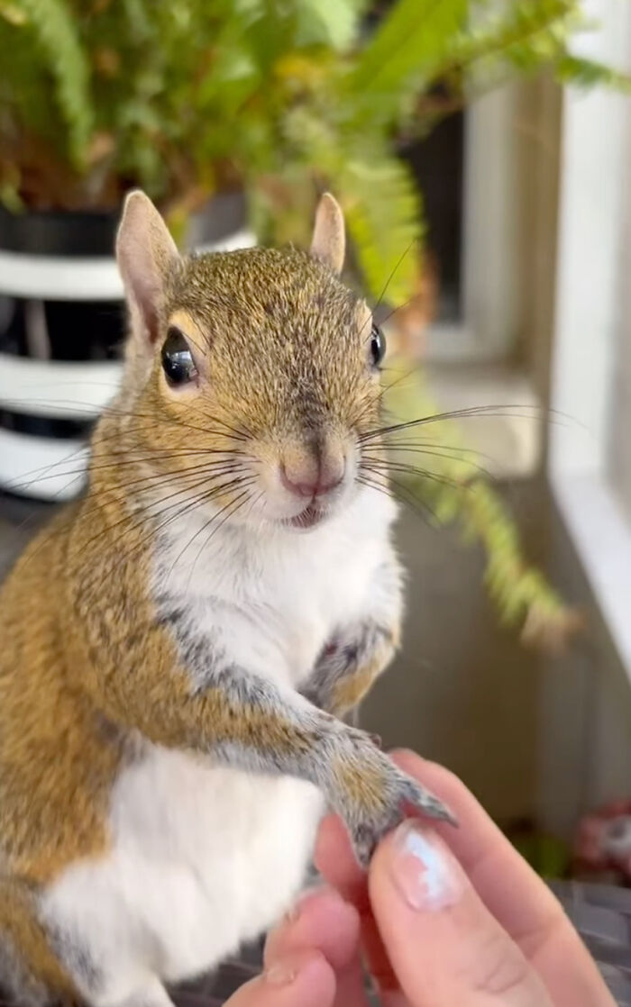 A rescued tiny squirrel being gently held by a person indoors.