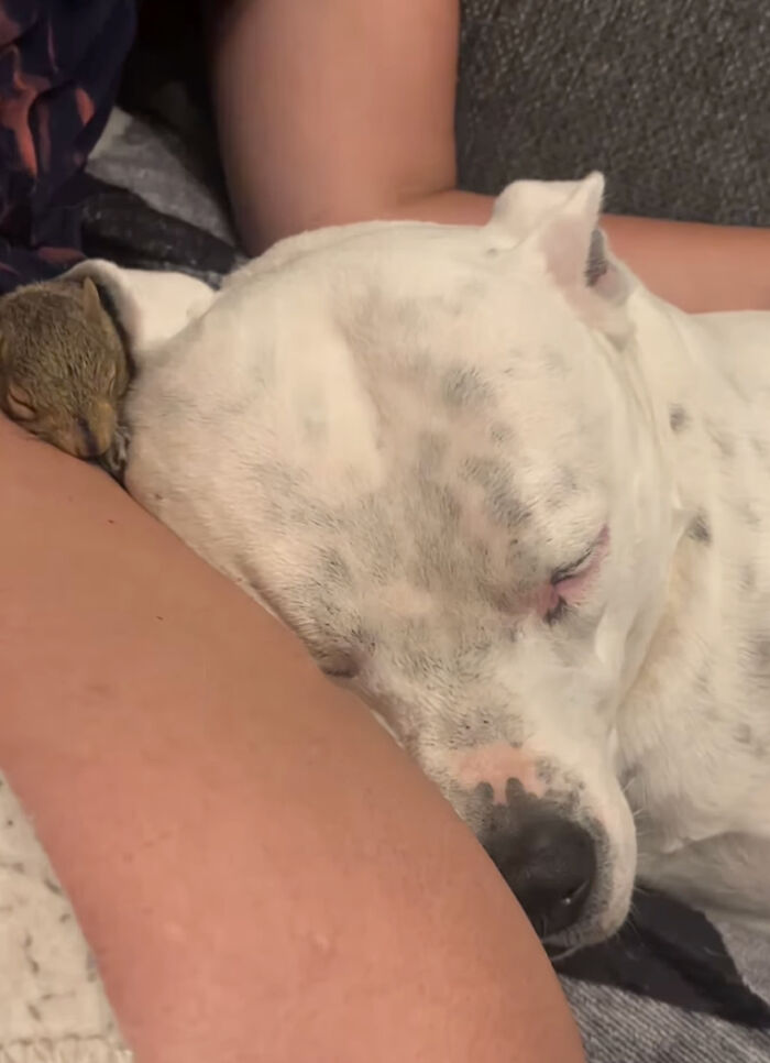 Rescued tiny squirrel sleeping beside a white dog, showcasing bonding and tranquility.