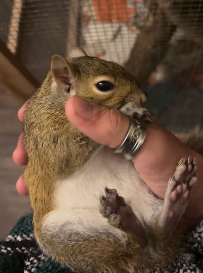 A person gently holding a small rescued squirrel in their hand.