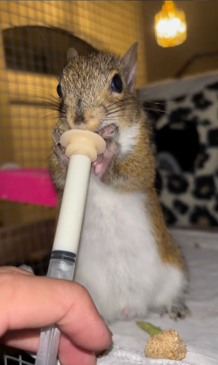 Rescued squirrel being fed with a syringe by a person's hand.