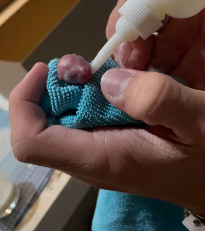 Man holding a tiny creature, thought to be a newborn squirrel, on a blue cloth.