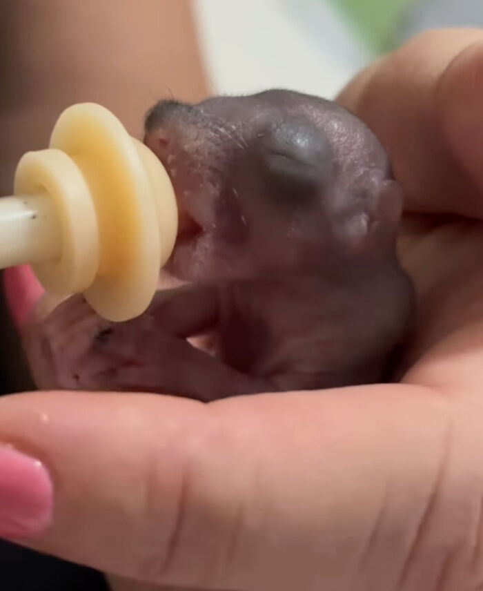 Tiny rescued squirrel being fed with a bottle, cradled gently in a person's hand.