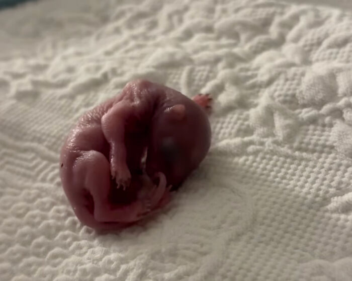 Tiny rescued creature resembling a newborn squirrel resting on a textured blanket.