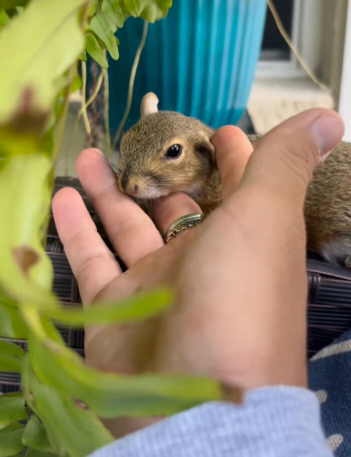 Man gently holding a tiny rescued squirrel in his hand near a plant.