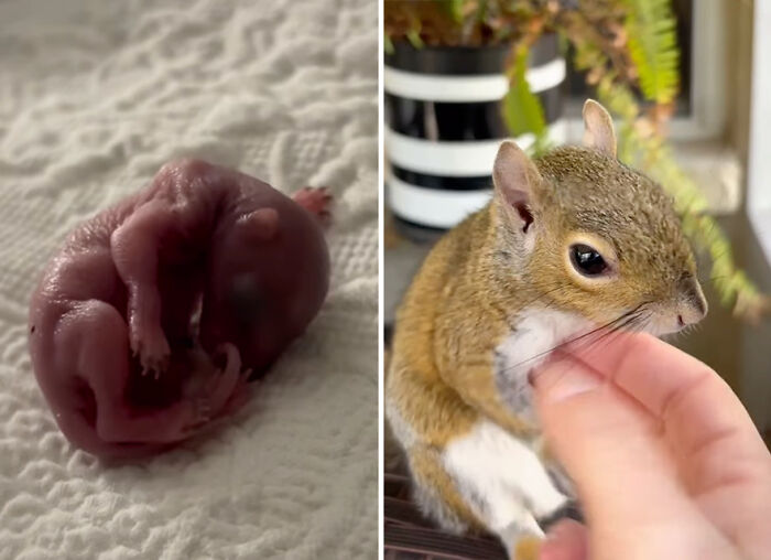 Man rescued a tiny creature, later identified as a squirrel; shown as a newborn and a healthy grown-up.