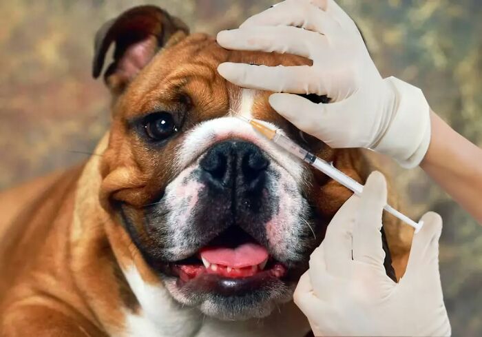 Turkish collage artist depicts a bulldog receiving an injection from gloved hands.